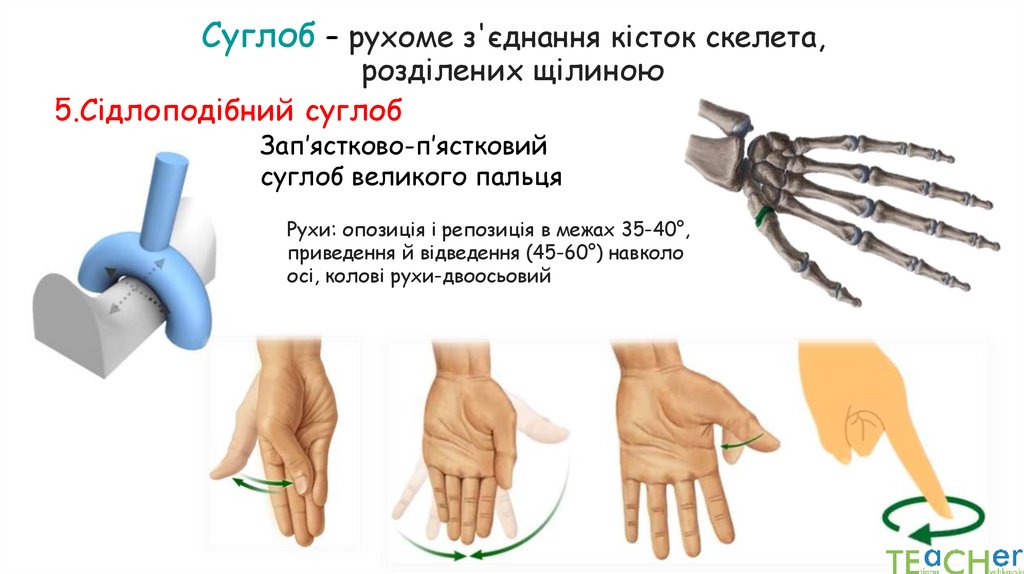 Суглоб – рухоме з'єднання кісток скелета, розділених щілиною