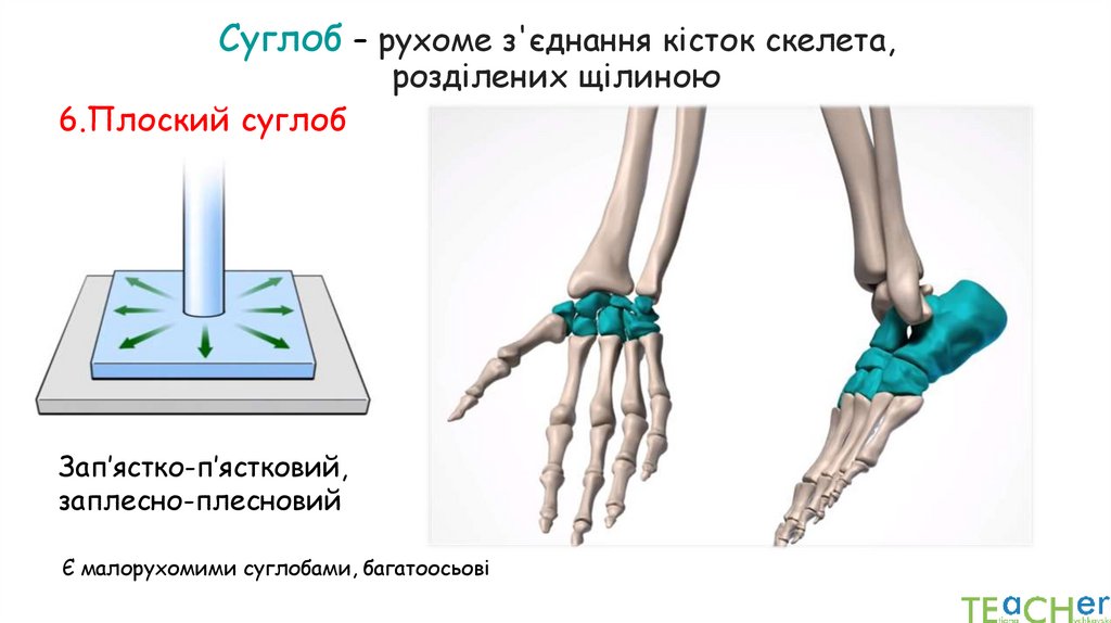 Суглоб – рухоме з'єднання кісток скелета, розділених щілиною