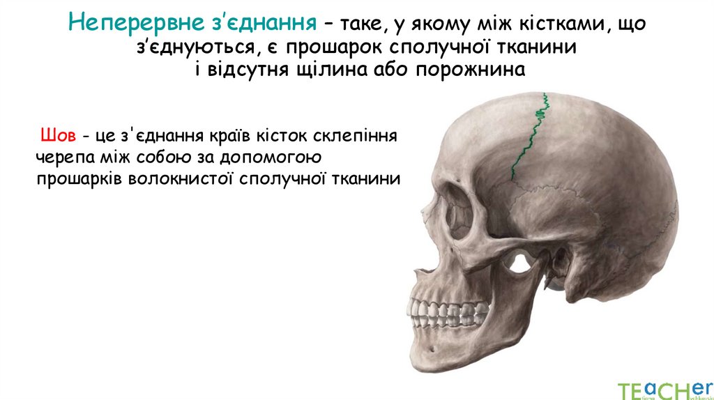 Неперервне з’єднання – таке, у якому між кістками, що з’єднуються, є прошарок сполучної тканини і відсутня щілина або порожнина