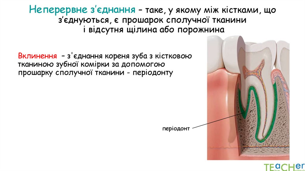 Неперервне з’єднання – таке, у якому між кістками, що з’єднуються, є прошарок сполучної тканини і відсутня щілина або порожнина