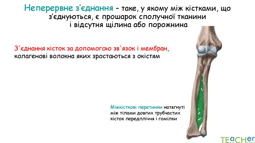Неперервне з’єднання – таке, у якому між кістками, що з’єднуються, є прошарок сполучної тканини і відсутня щілина або порожнина