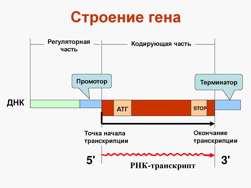 Структурное соединение гена 6 букв. Структурное соединение гена 6 букв