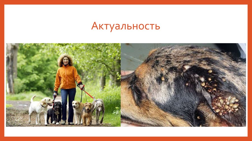 Актуальность