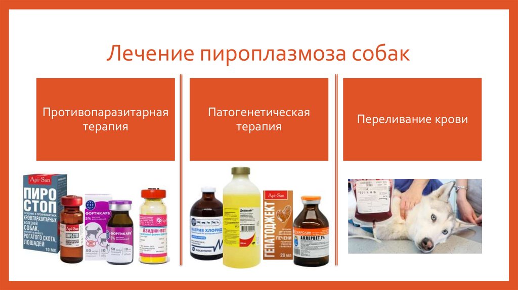 Лечение пироплазмоза собак