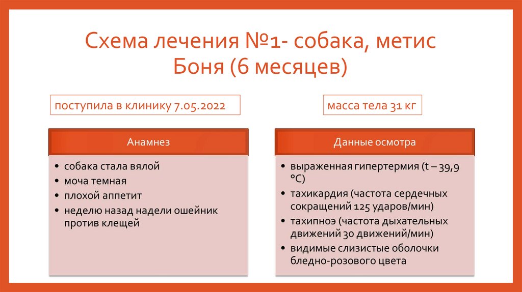 Схема лечения №1- собака, метис Боня (6 месяцев)