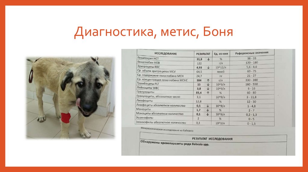 Диагностика, метис, Боня