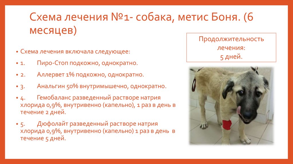 Схема лечения №1- собака, метис Боня. (6 месяцев)