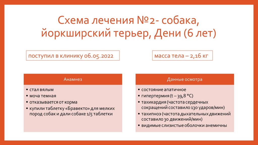 Схема лечения №2- собака, йоркширский терьер, Дени (6 лет)