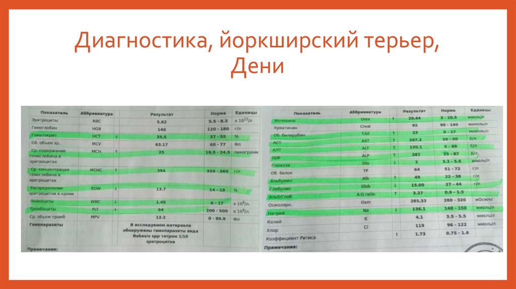 Диагностика, йоркширский терьер, Дени