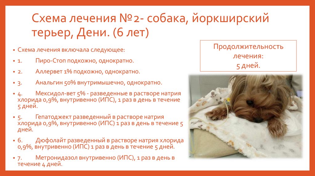 Схема лечения №2- собака, йоркширский терьер, Дени. (6 лет)