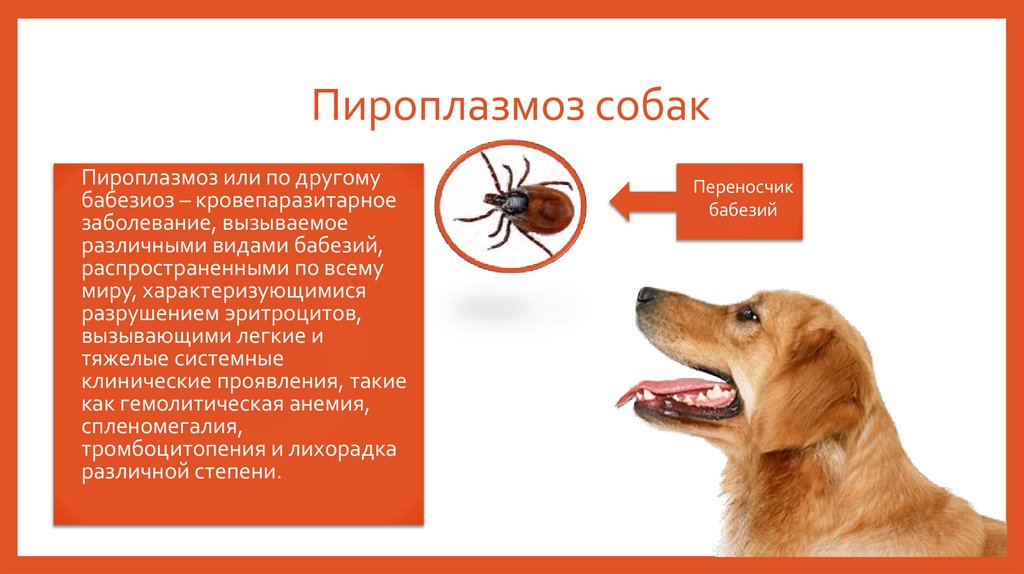 Пироплазмоз собак
