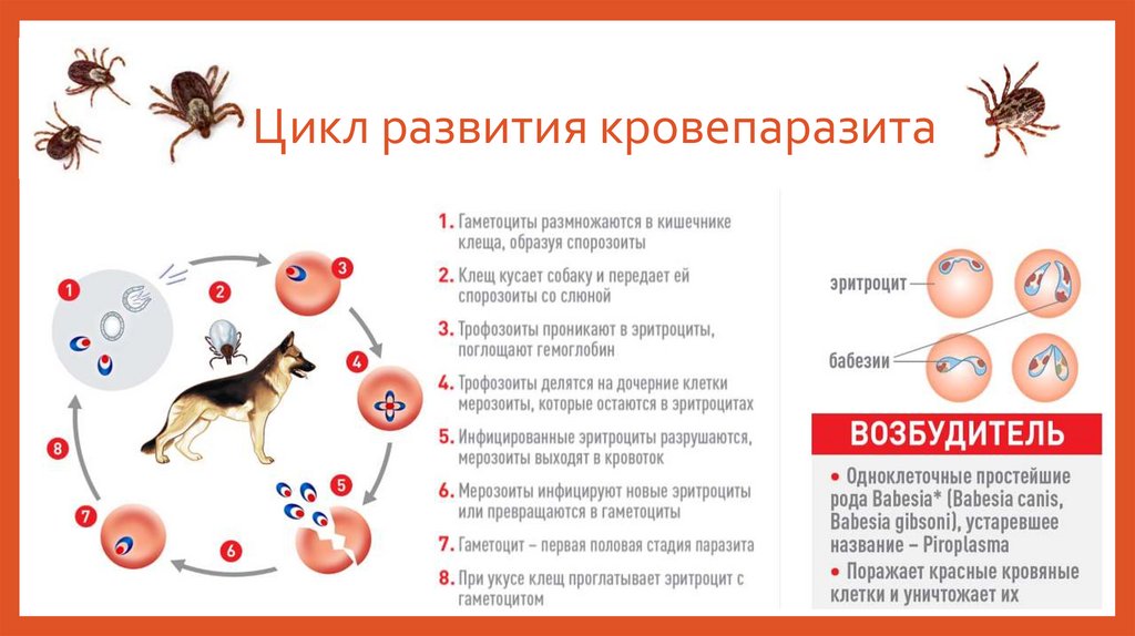 Цикл развития кровепаразита