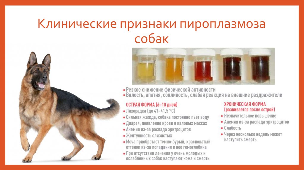 Клинические признаки пироплазмоза собак