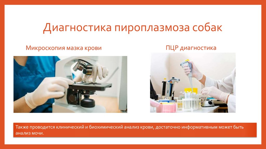 Диагностика пироплазмоза собак