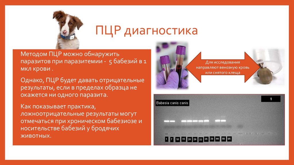 ПЦР диагностика