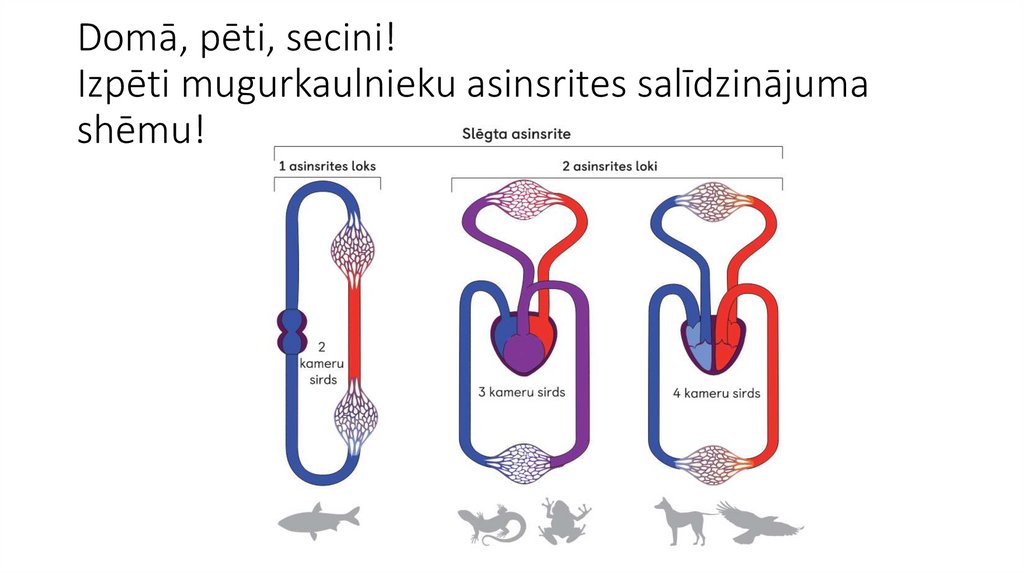 Domā, pēti, secini! Izpēti mugurkaulnieku asinsrites salīdzinājuma shēmu!