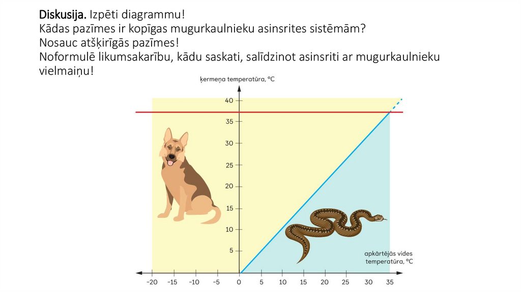 Diskusija. Izpēti diagrammu! Kādas pazīmes ir kopīgas mugurkaulnieku asinsrites sistēmām? Nosauc atšķirīgās pazīmes! Noformulē
