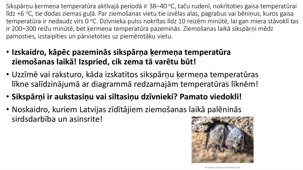 Sikspārņu ķermeņa temperatūra aktīvajā periodā ir 38–40 oC, taču rudenī, nokrītoties gaisa temperatūrai līdz +6 oC, tie dodas