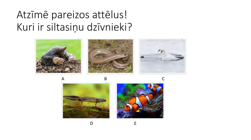 Atzīmē pareizos attēlus!  Kuri ir siltasiņu dzīvnieki? 