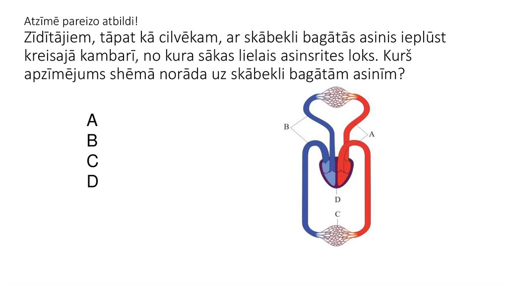 Atzīmē pareizo atbildi!  Zīdītājiem, tāpat kā cilvēkam, ar skābekli bagātās asinis ieplūst kreisajā kambarī, no kura sākas