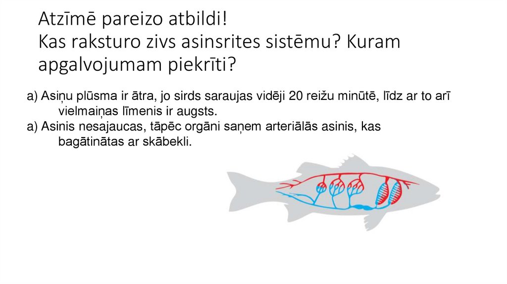 Atzīmē pareizo atbildi!   Kas raksturo zivs asinsrites sistēmu? Kuram apgalvojumam piekrīti? 