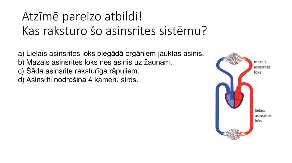 Atzīmē pareizo atbildi!  Kas raksturo šo asinsrites sistēmu? 
