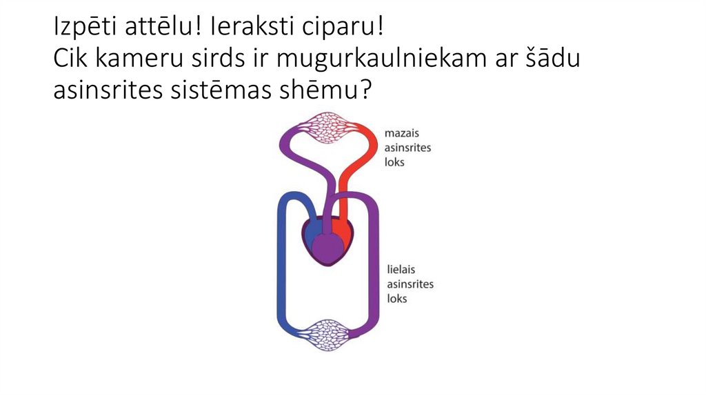 Izpēti attēlu! Ieraksti ciparu!  Cik kameru sirds ir mugurkaulniekam ar šādu asinsrites sistēmas shēmu? 