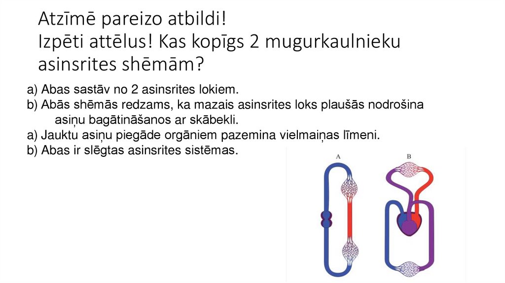 Atzīmē pareizo atbildi!   Izpēti attēlus! Kas kopīgs 2 mugurkaulnieku asinsrites shēmām? 