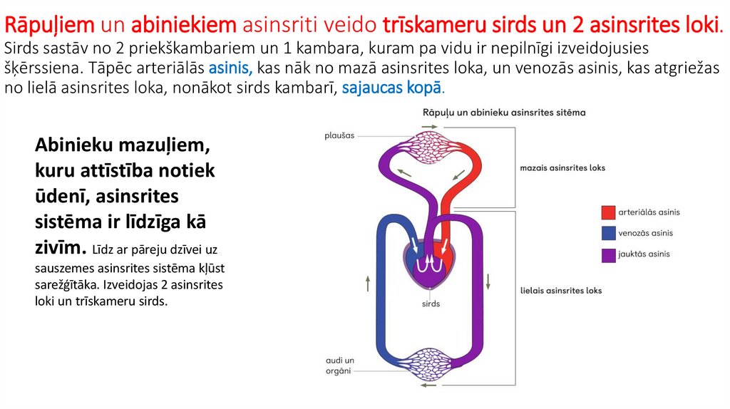 Rāpuļiem un abiniekiem asinsriti veido trīskameru sirds un 2 asinsrites loki. Sirds sastāv no 2 priekškambariem un 1 kambara,