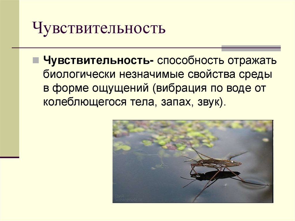 Чувствительность