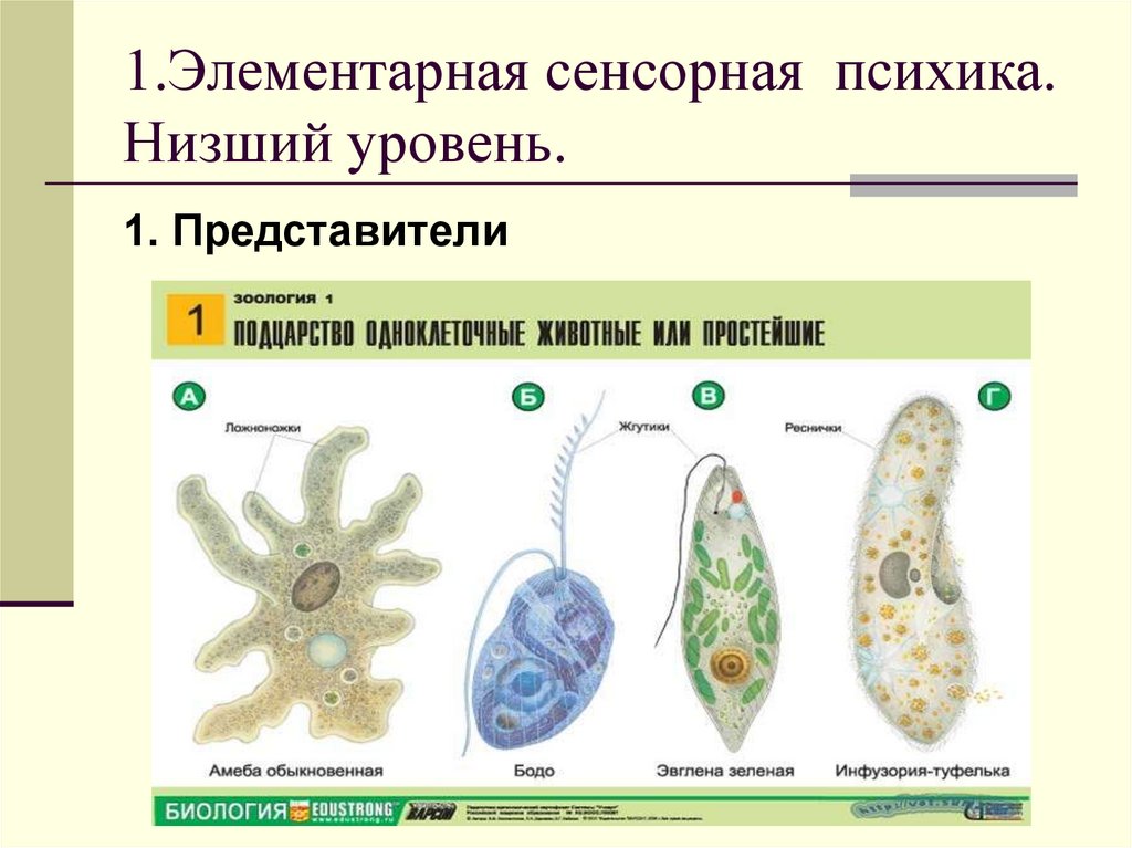 1.Элементарная сенсорная психика. Низший уровень.