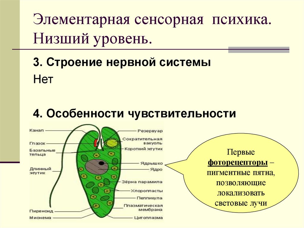 Элементарная сенсорная психика. Низший уровень.