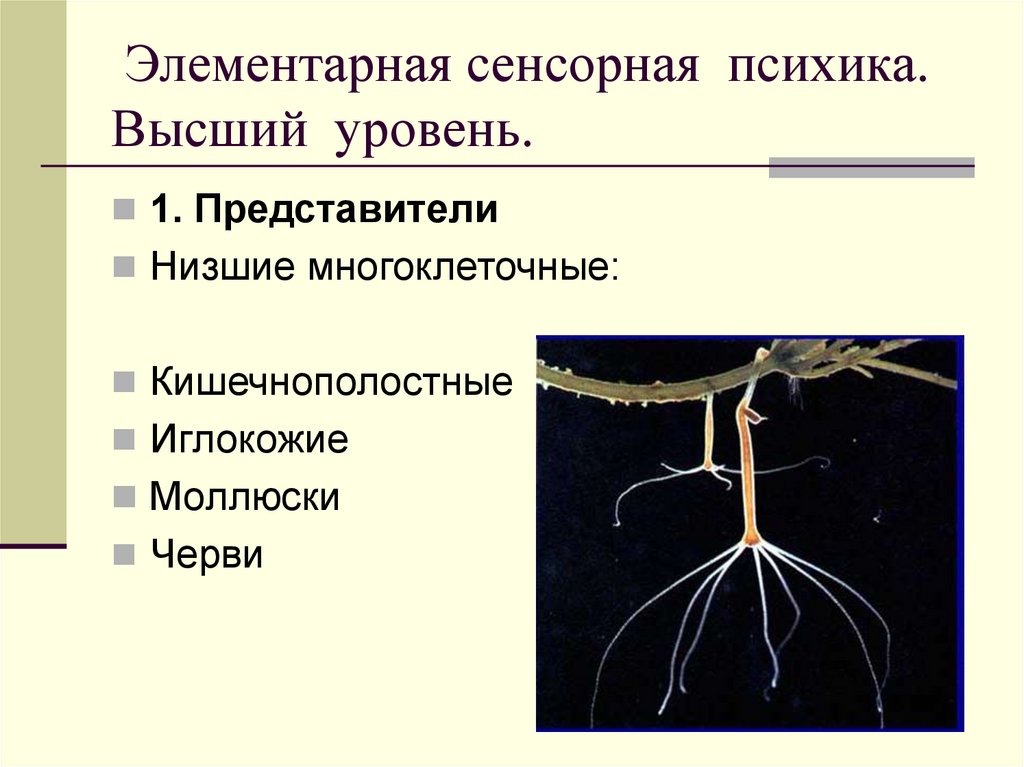 Элементарная сенсорная психика. Высший уровень.