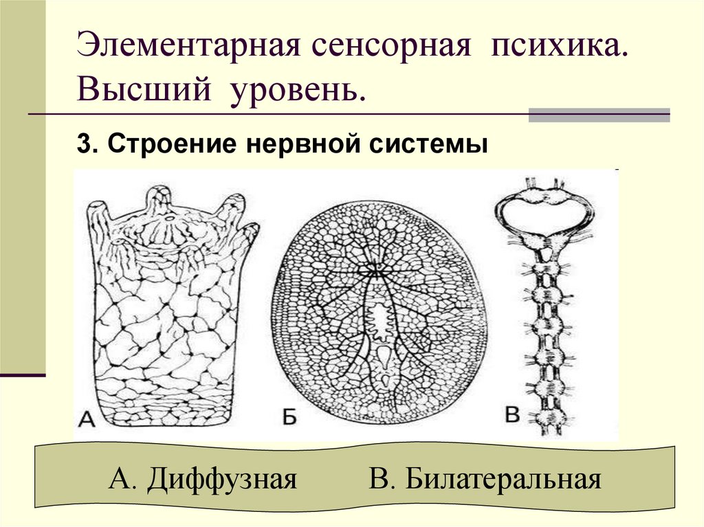 Элементарная сенсорная психика. Высший уровень.