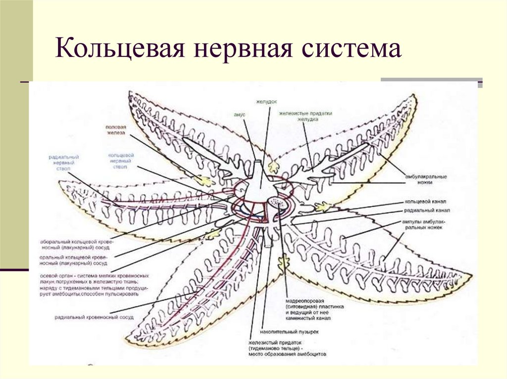 Кольцевая нервная система