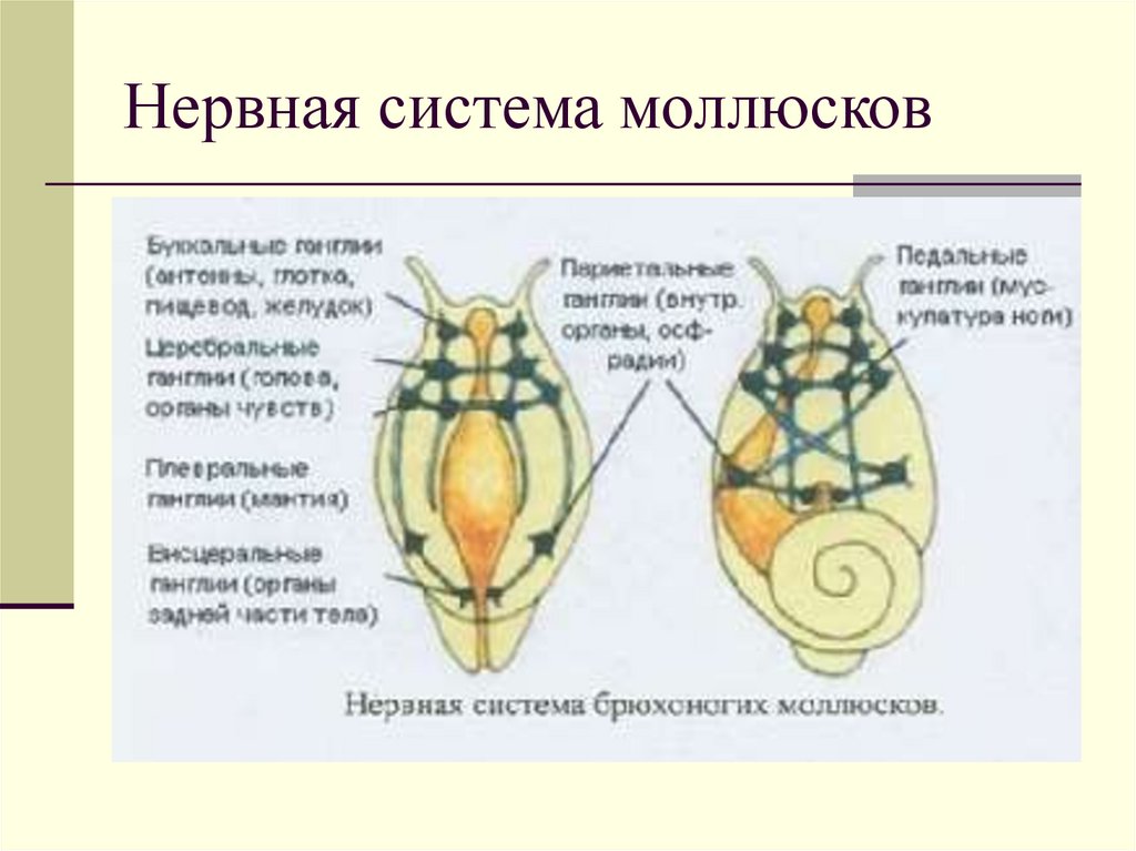 Нервная система моллюсков