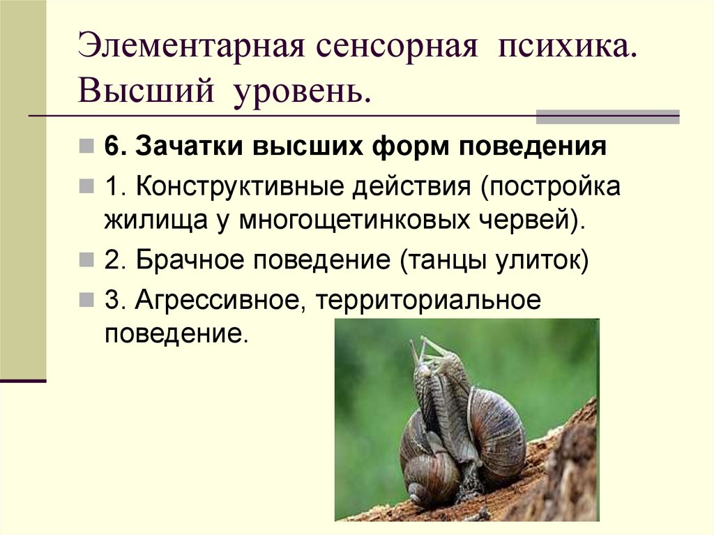 Элементарная сенсорная психика. Высший уровень.