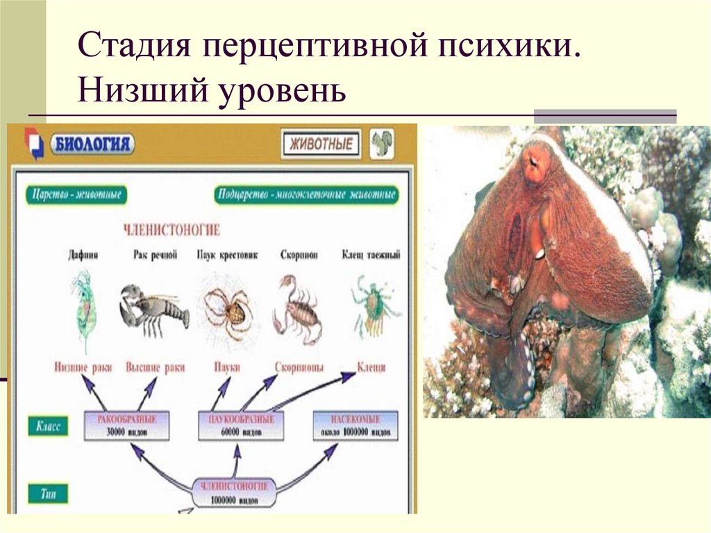 Стадия перцептивной психики. Низший уровень