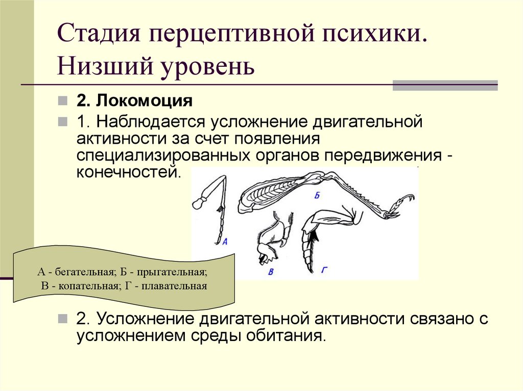 Стадия перцептивной психики. Низший уровень