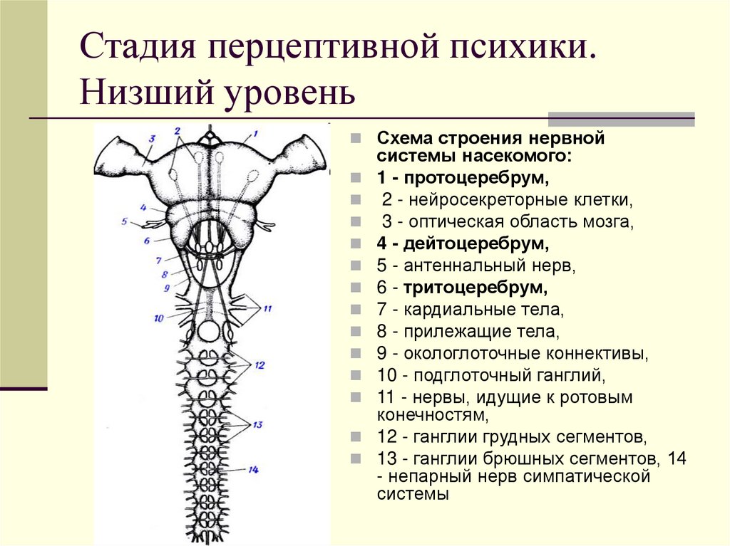 Стадия перцептивной психики. Низший уровень