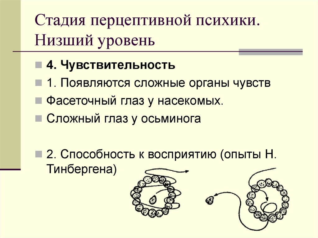 Стадия перцептивной психики. Низший уровень