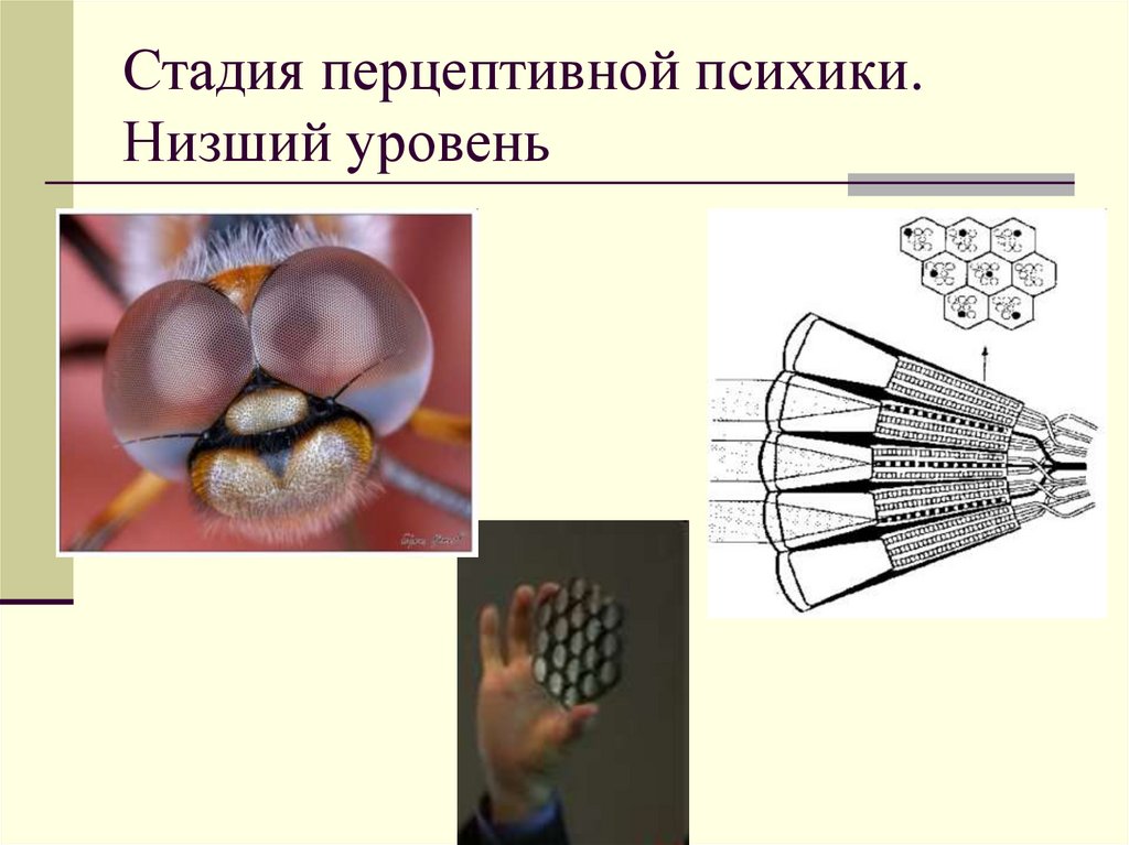 Стадия перцептивной психики. Низший уровень