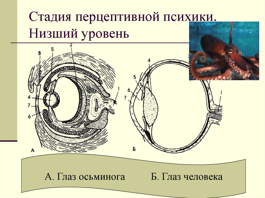 Стадия перцептивной психики. Низший уровень