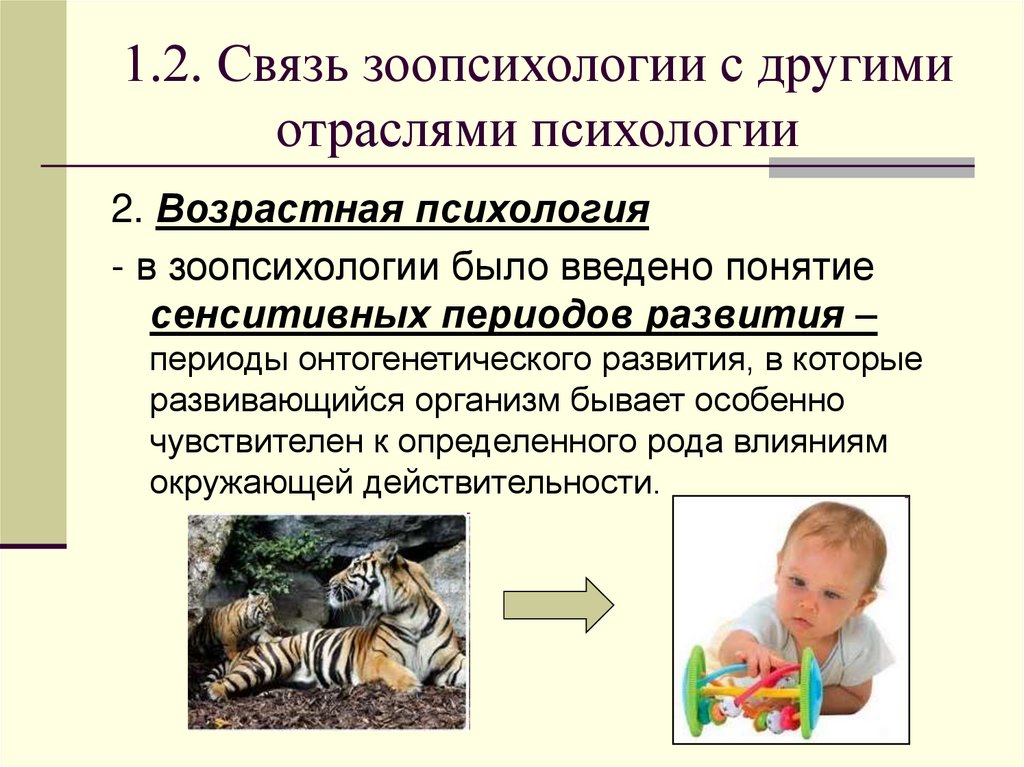 1.2. Связь зоопсихологии с другими отраслями психологии
