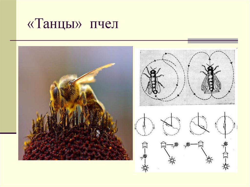 «Танцы» пчел