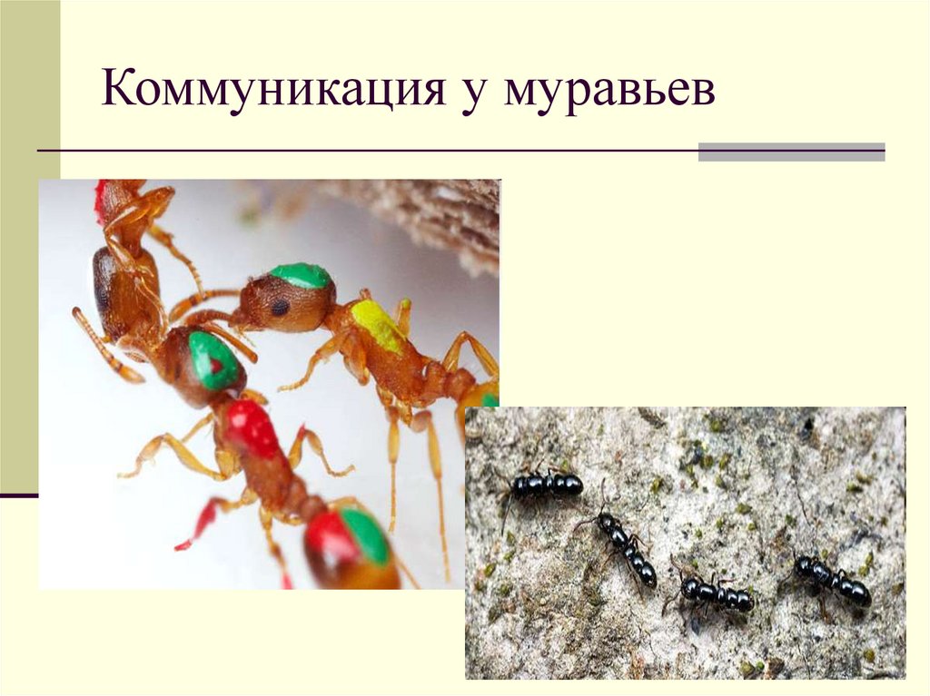 Коммуникация у муравьев