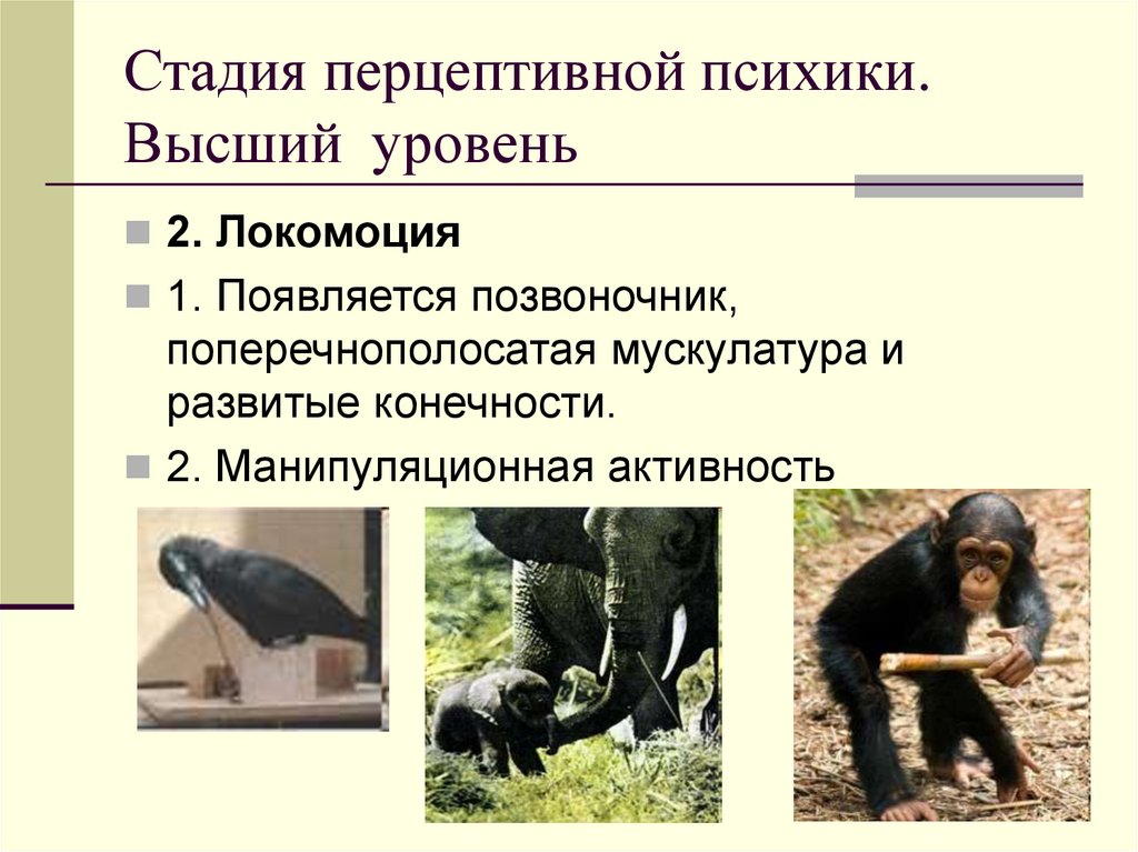 Стадия перцептивной психики. Высший уровень