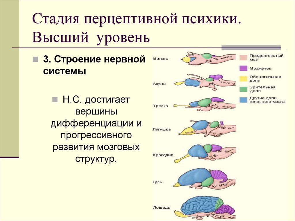 Стадия перцептивной психики. Высший уровень
