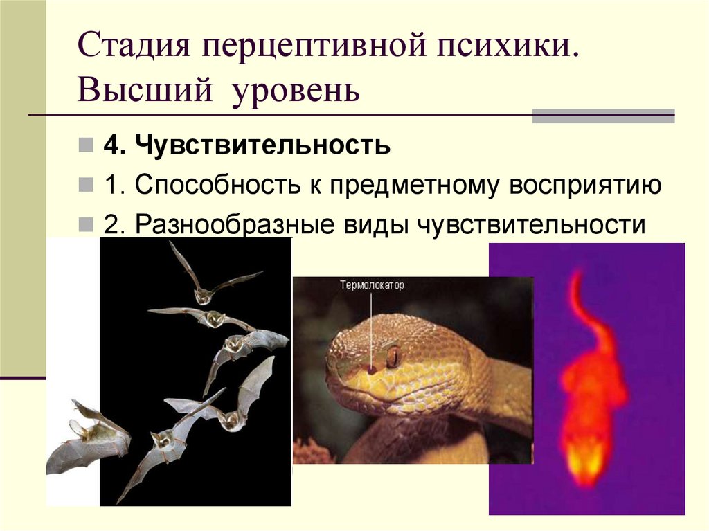 Стадия перцептивной психики. Высший уровень