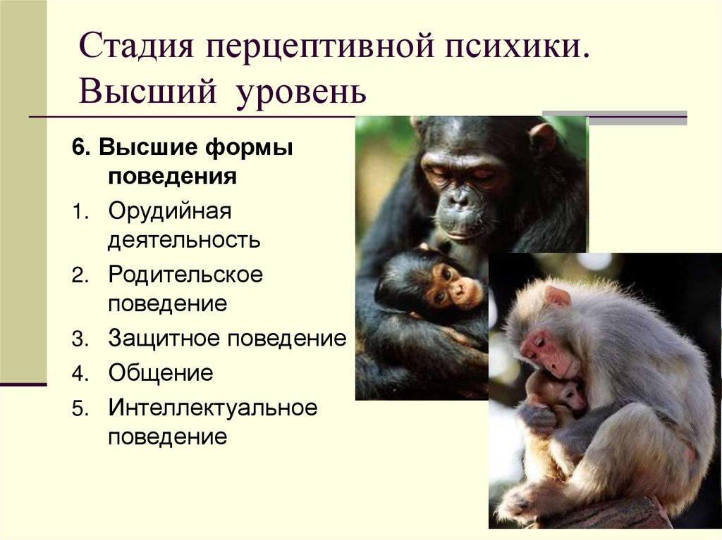 Стадия перцептивной психики. Высший уровень